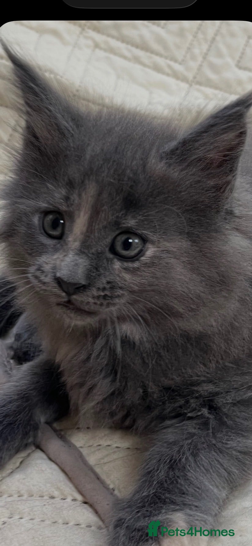 Maine Coon cats  Maine coons kitten last one REDUCED!! - Advert 4