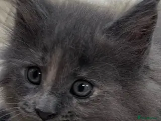 Maine Coon cats Maine coons kitten last one REDUCED!! - Advert 4