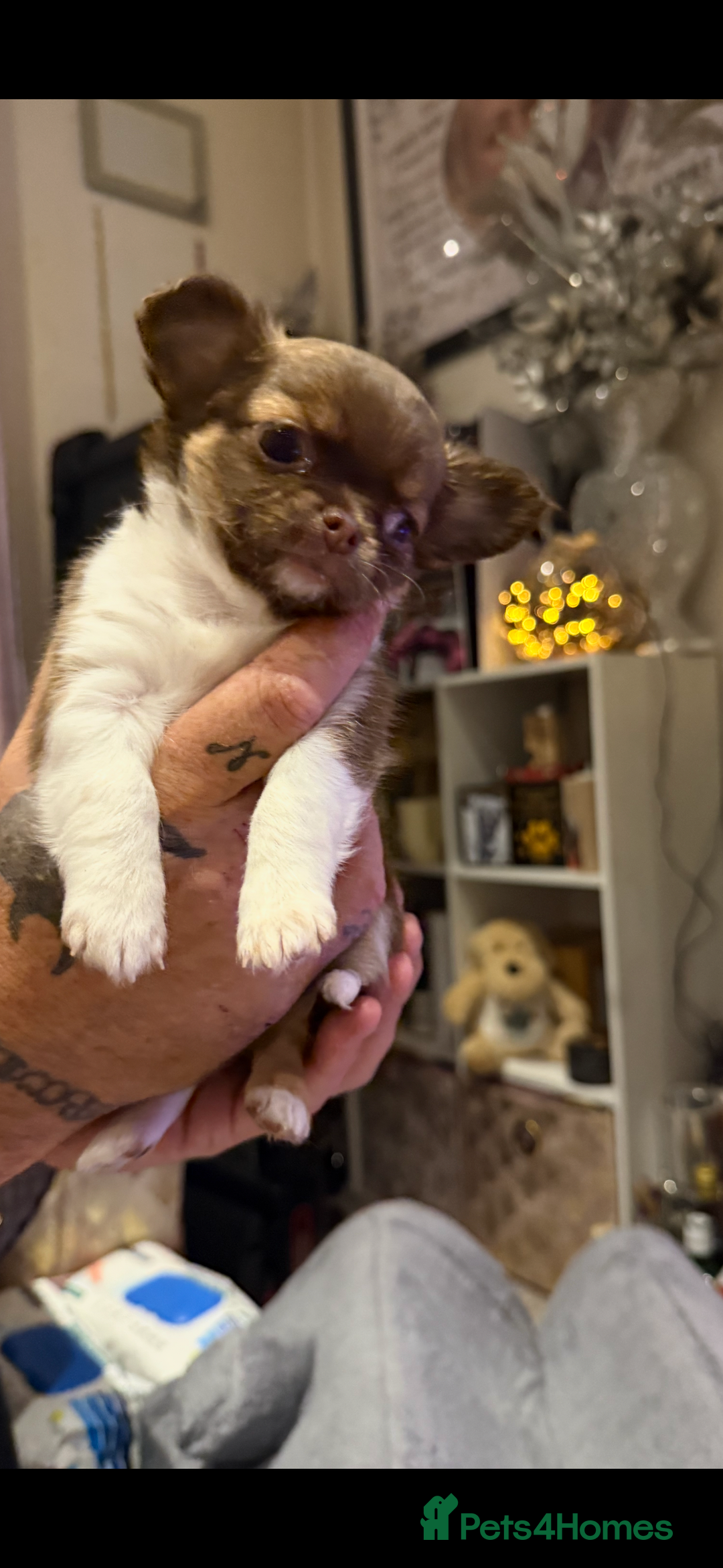 Chihuahua dogs for sale:  ❤️ K.C Registered Fluffy chocolate baby’s 🥰 - Image 9
