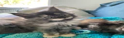 Maine Coon cats for sale: TICA - Only 1 stunning Maine coon girl left - Advert 30