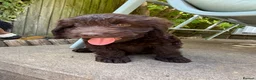 Cockapoo dogs for sale: the cutest F1 cockapoos in kent  - Advert 9