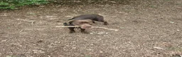 Labrador Retriever dogs for sale: Chocolate Labrador for rehoming - Advert 2