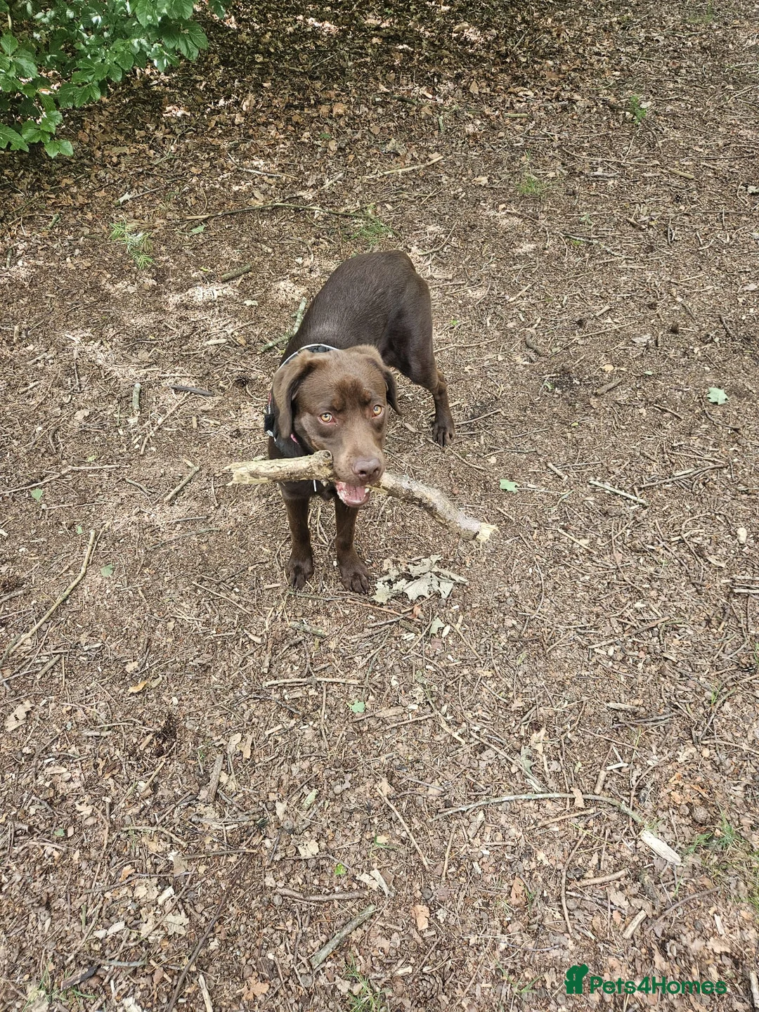 Labrador Retriever dogs for sale: Chocolate Labrador for rehoming - Advert 2