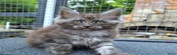 Maine Coon cats for sale: Pedigree - smoke russian line mainecoons - Advert 5