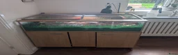 Tortoise reptiles for sale: Beautiful Horsefield tortoise 3 years old  - Advert 3