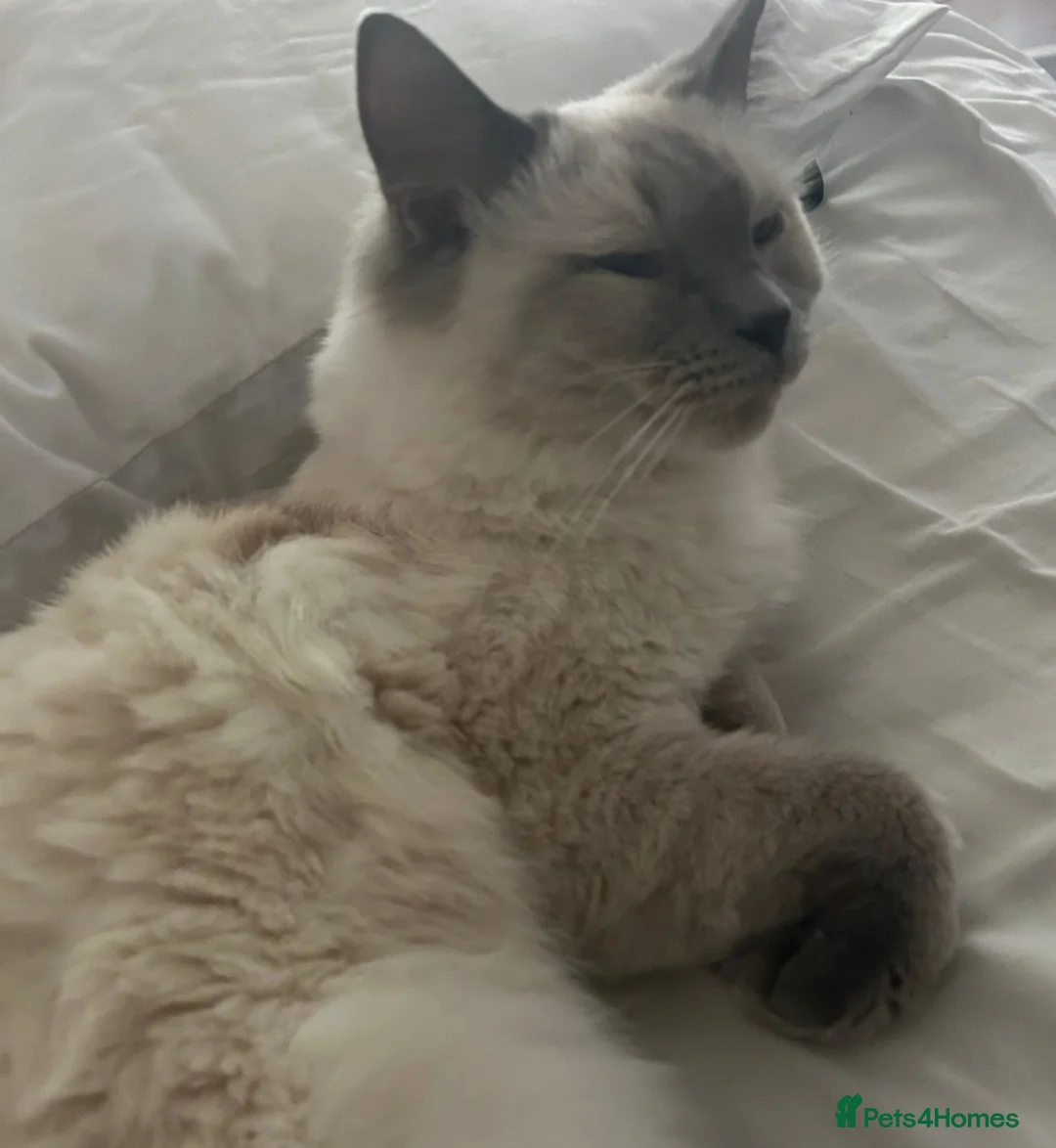 Ragdoll cats for sale: Full Pedigree Ragdoll for sale - Taking cash  - Advert 2