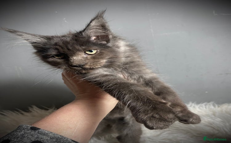 Maine Coon cats Full Maine Coon Black Smoke Female kitten  - Advert 6
