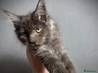 Maine Coon cats Full Maine Coon Black Smoke Female kitten - Advert 10