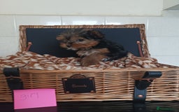 Yorkshire Terrier dogs for sale: Yorkshire terrier puppies  - Image 6