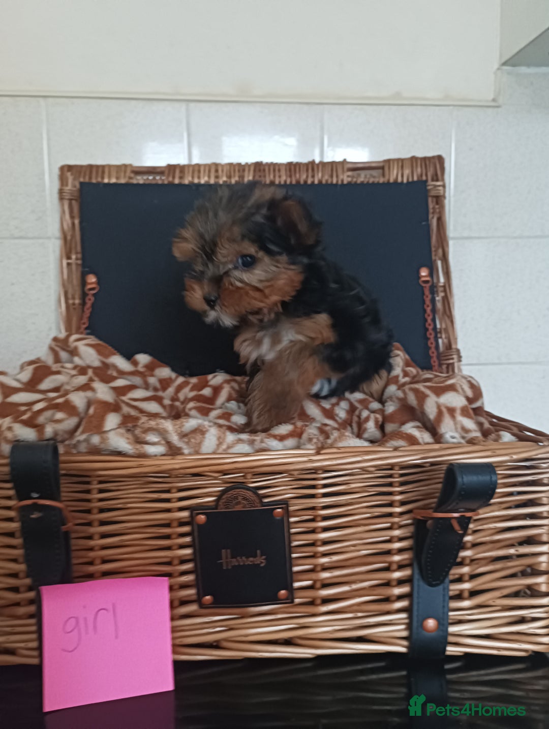 Yorkshire Terrier dogs for sale: Yorkshire terrier puppies  - Image 6