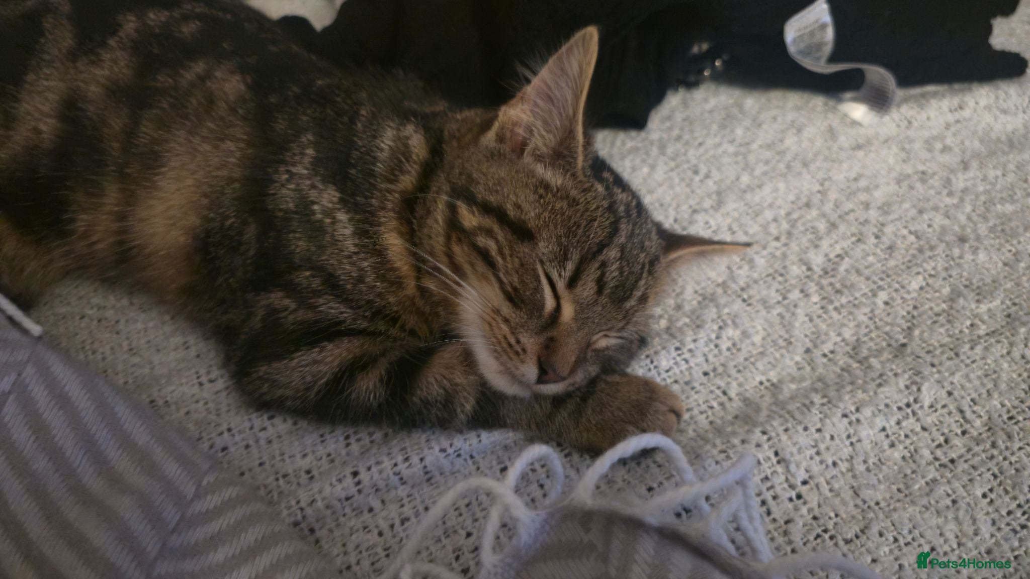 British Shorthair cats Female Tabby Cat - Advert 2