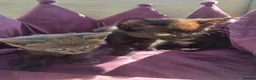 Domestic Shorthair cats for sale: 🐾 7 Adorable Kittens Looking for Loving Homes 🐾 - Advert 4