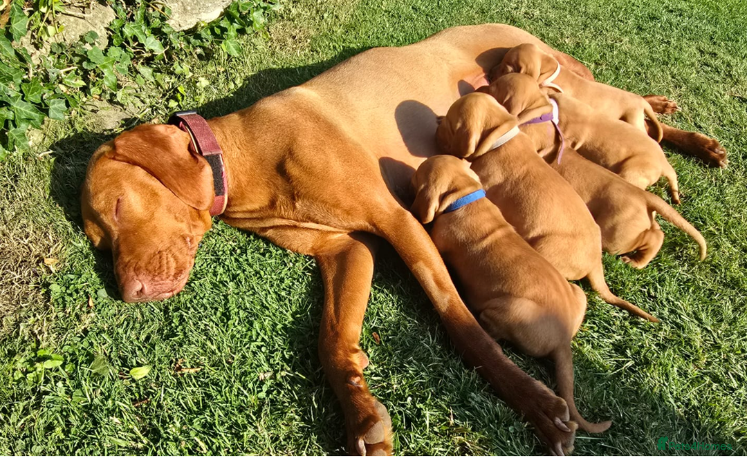 Hungarian Vizsla dogs for sale: Hungarian Vizsla Puppies - Image 8
