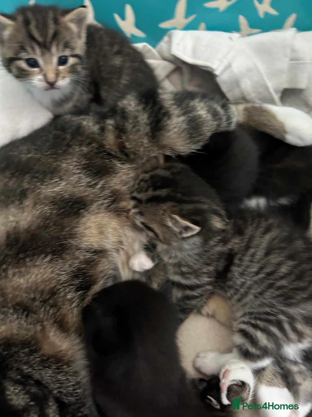 Mixed Breed cats for sale: Beautiful kittens 4 weeks old - Image 8