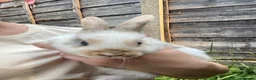 New Zealand rabbits for sale: 5 New Zealand bunny rabbits  in Dukinfield - Advert 7