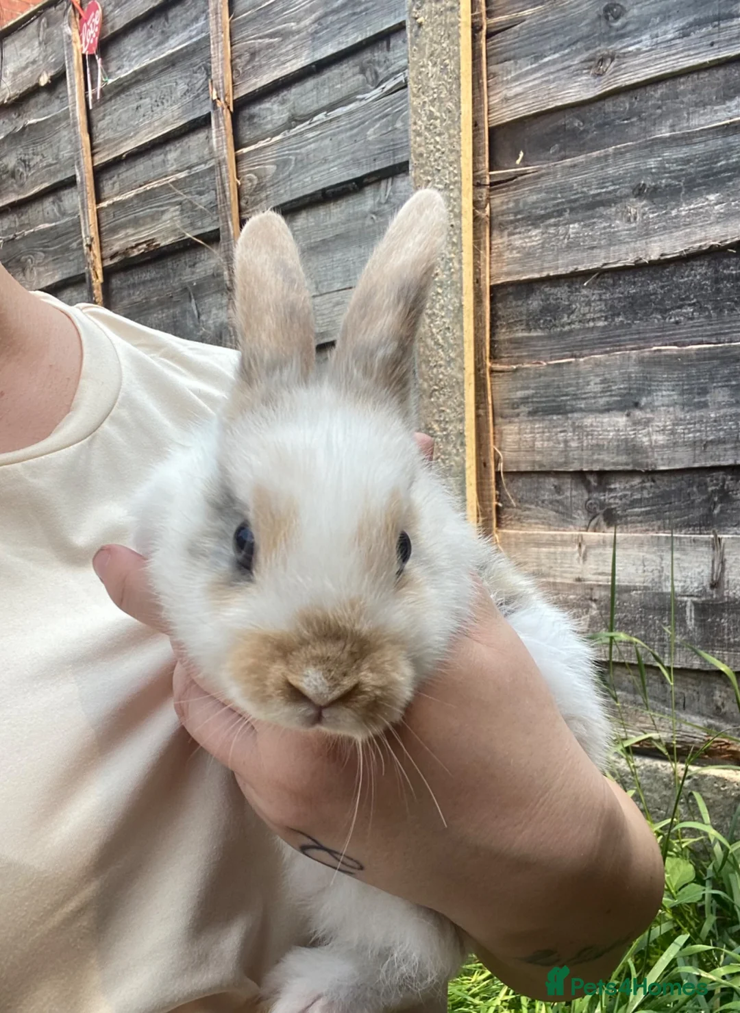 New Zealand rabbits for sale: 5 New Zealand bunny rabbits  in Dukinfield - Advert 7