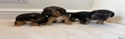 Mixed Breed dogs for sale: Terrier x poodle puppies  - Advert 4
