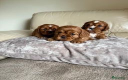 Cavalier King Charles Spaniel dogs for sale: Three King Charles Cavalier puppies  - Image 2