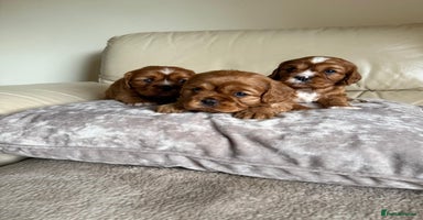 Cavalier King Charles Spaniel dogs - Advert 14