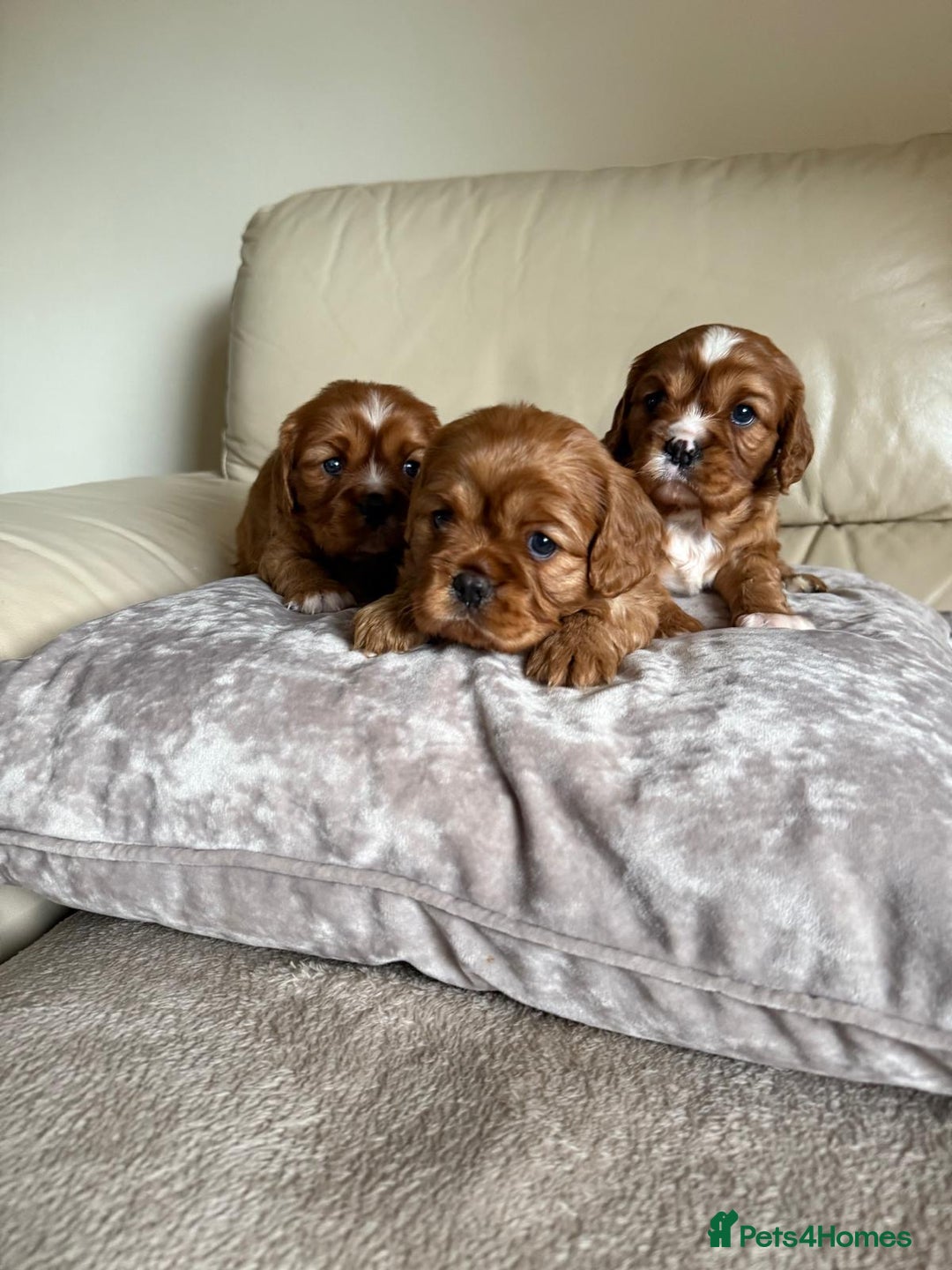 Cavalier King Charles Spaniel dogs for sale: Three King Charles Cavalier puppies  - Image 2