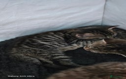 Bengal cats for sale: Bengal .. British short-hair cross - Image 7