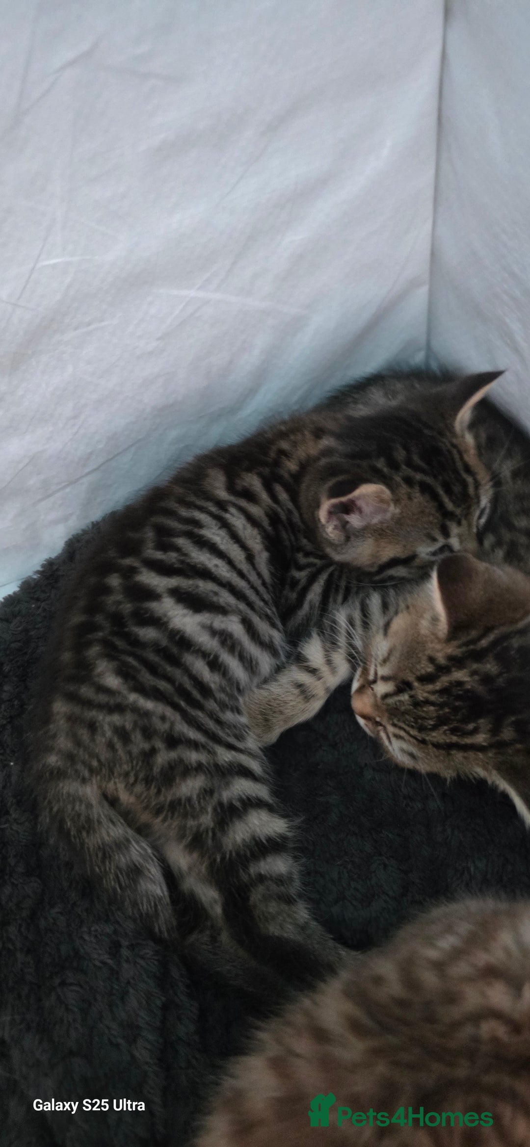 Bengal cats for sale: Bengal .. British short-hair cross - Image 7