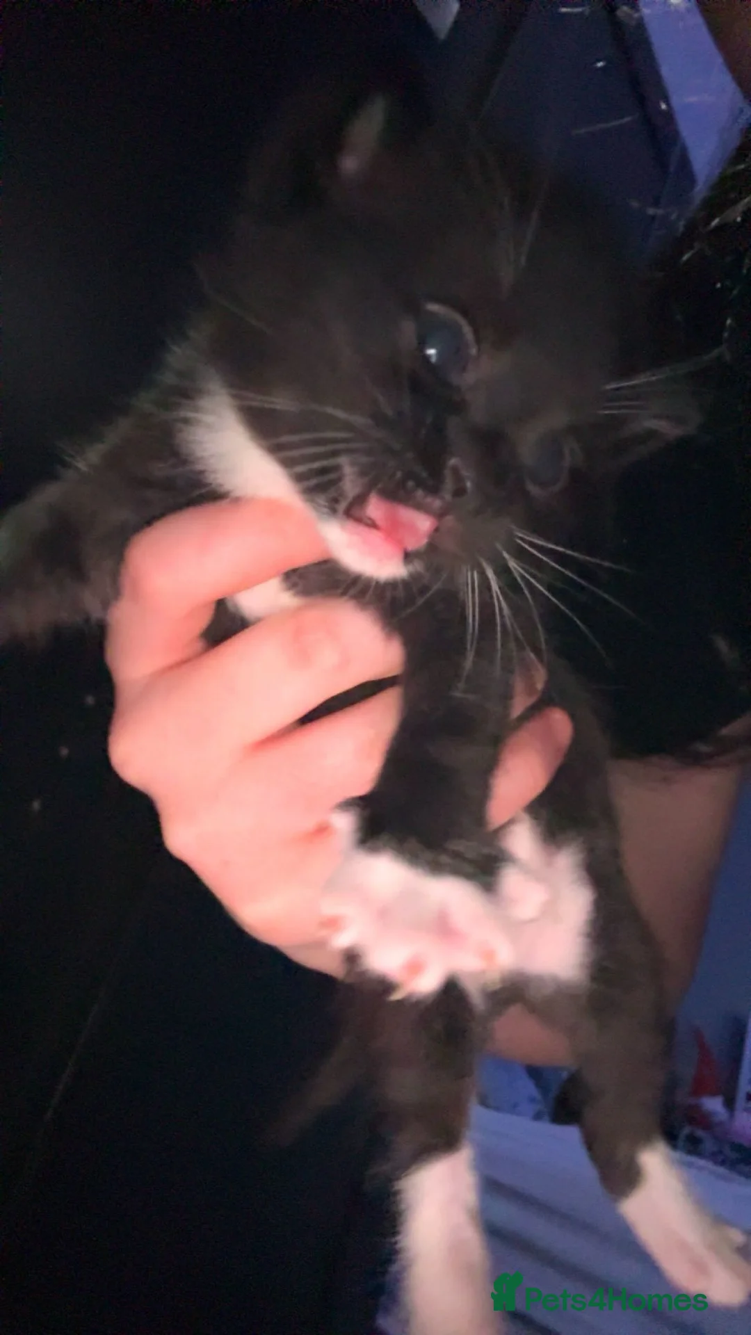 Mixed Breed cats for sale: last tuxedo kitten - Advert 5