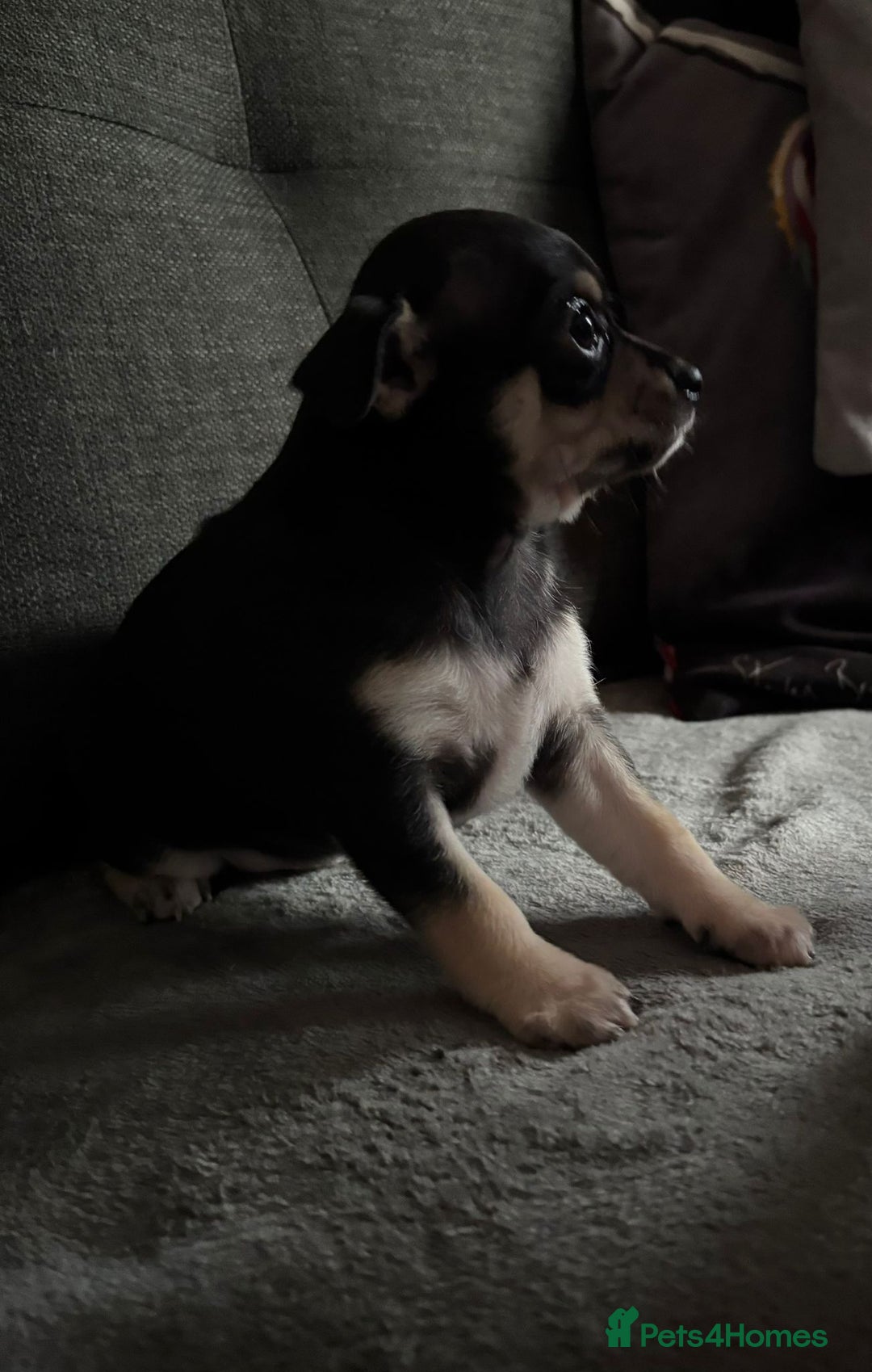 Chihuahua dogs for sale: Chihuahua Puppies For Sale Eastbourne  - Image 7