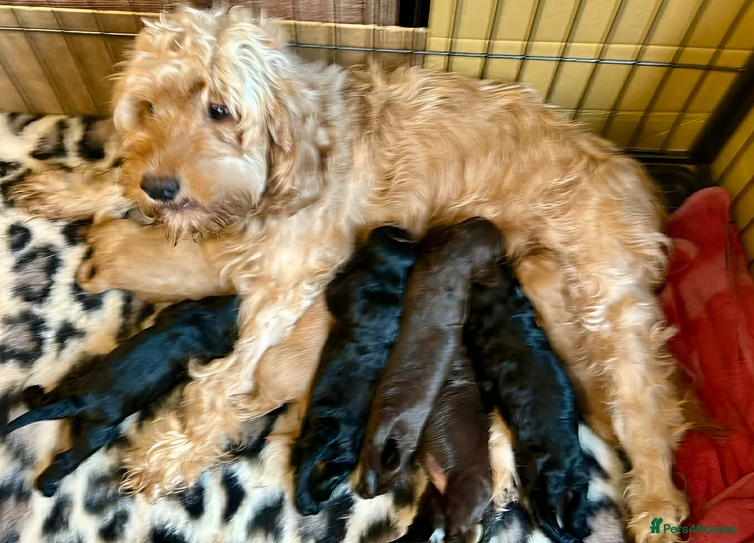 Cockapoo dogs for sale: Litter of Cockapoo's for sale - Advert 2
