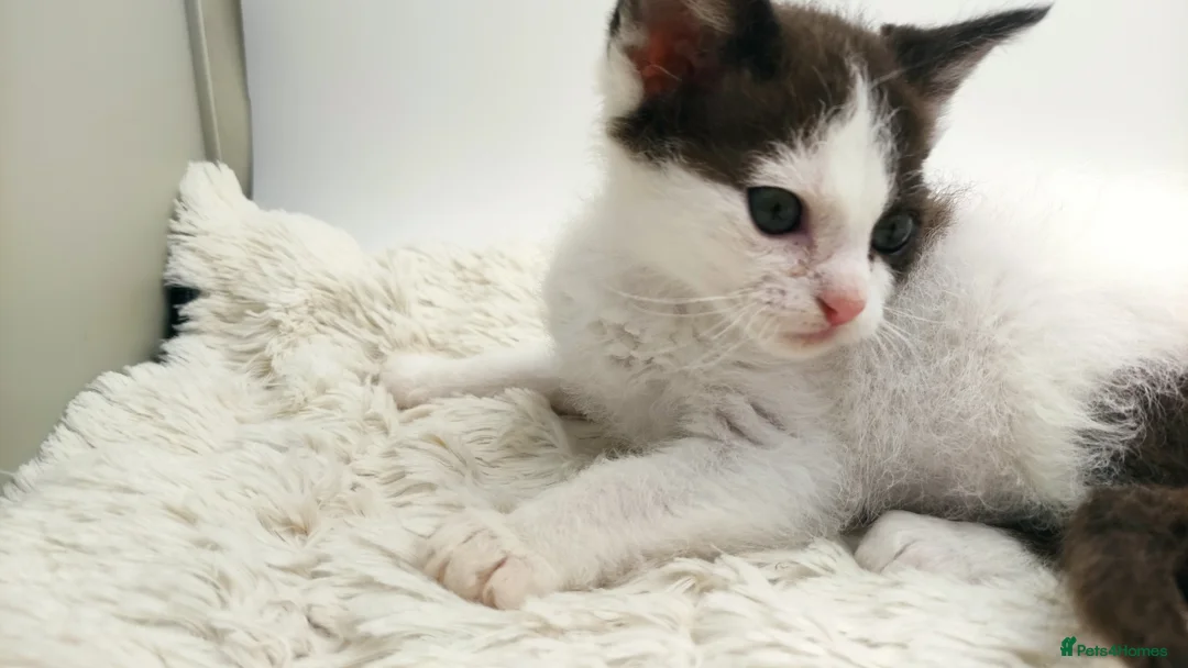 LaPerm cats for sale: Curly LaPerm kittens GCCF reg  - Advert 17