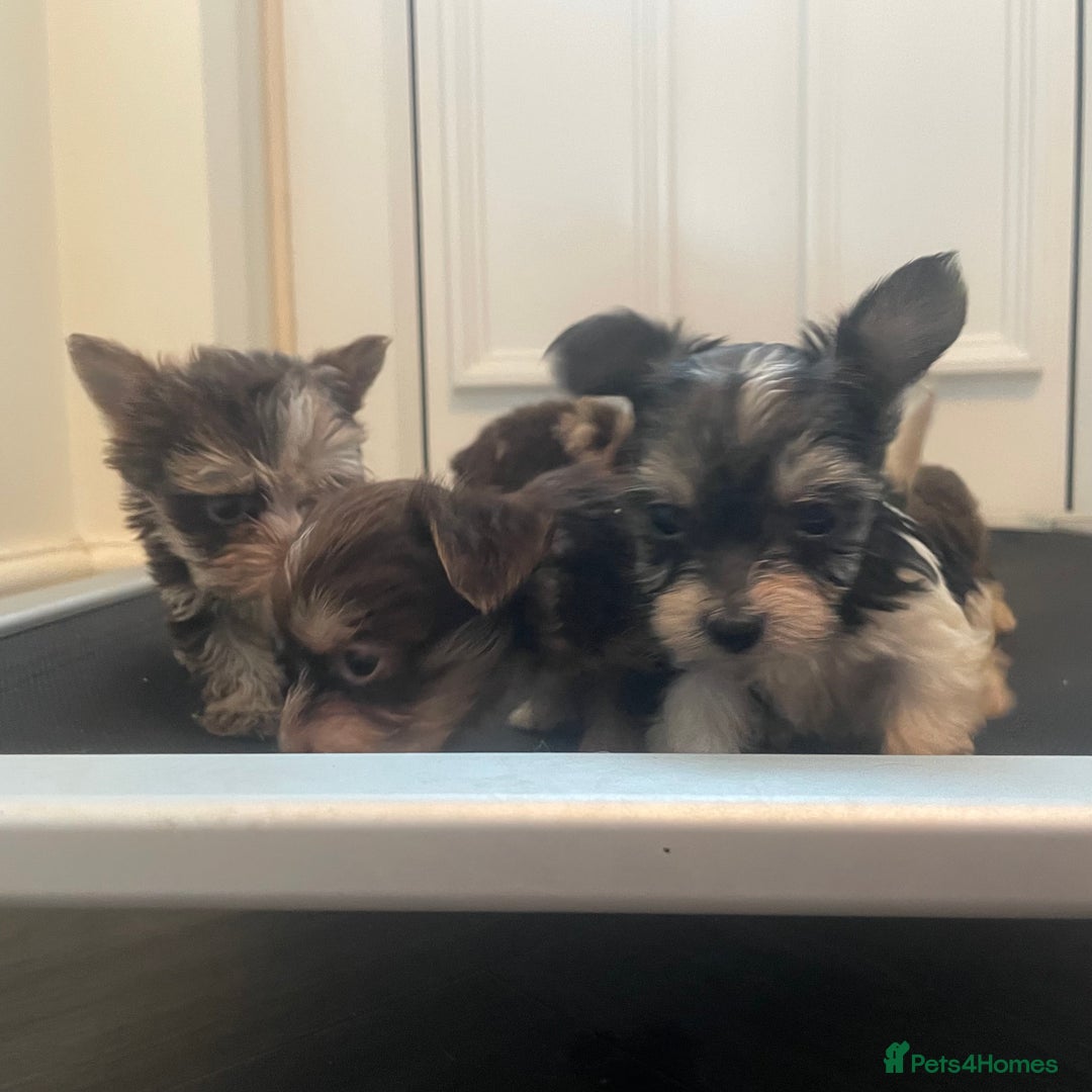Biewer Terrier dogs for sale: 5 stunning Biewer Terriers - Image 6
