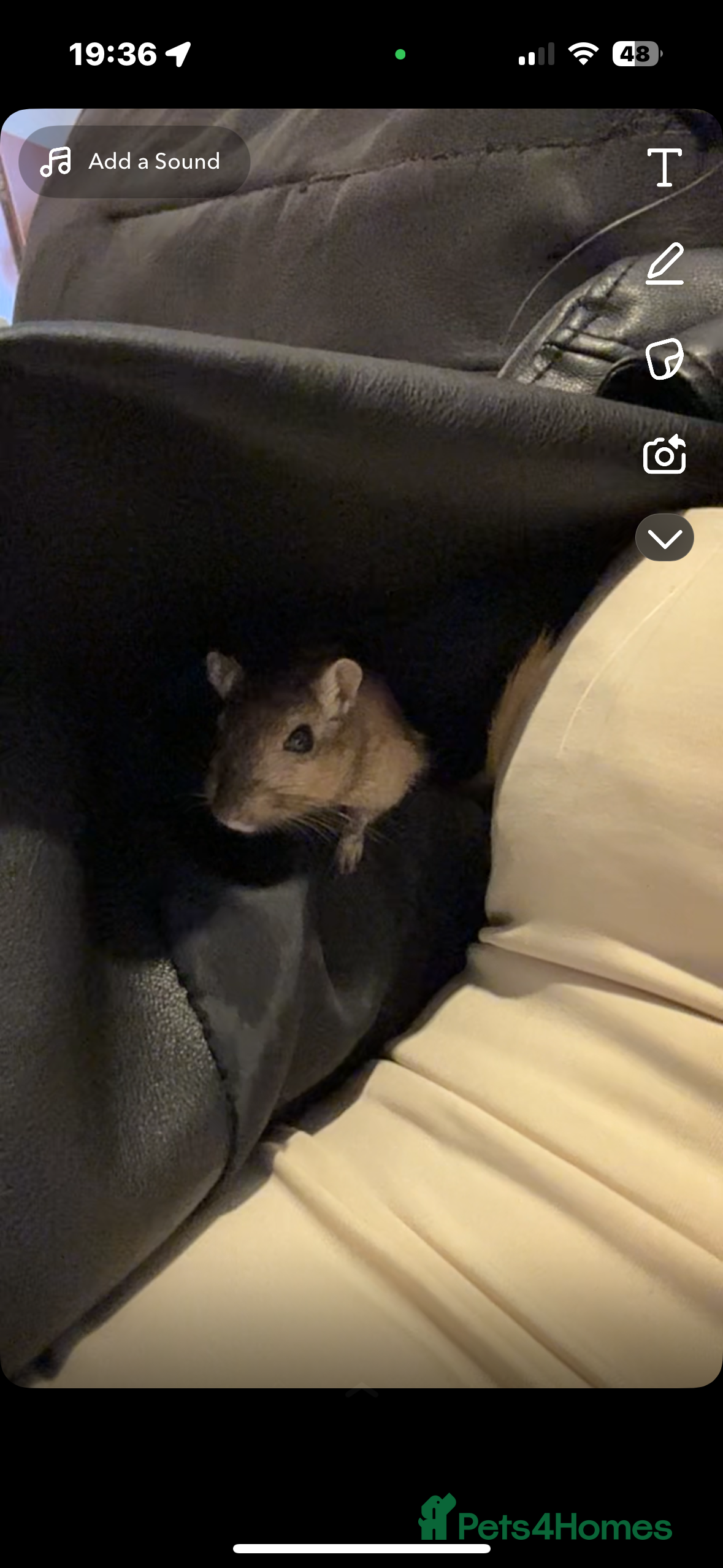 Gerbil rodents Male gerbil with full set up - Advert 6