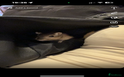 Gerbil rodents for sale: Male gerbil with cage  - Advert 2