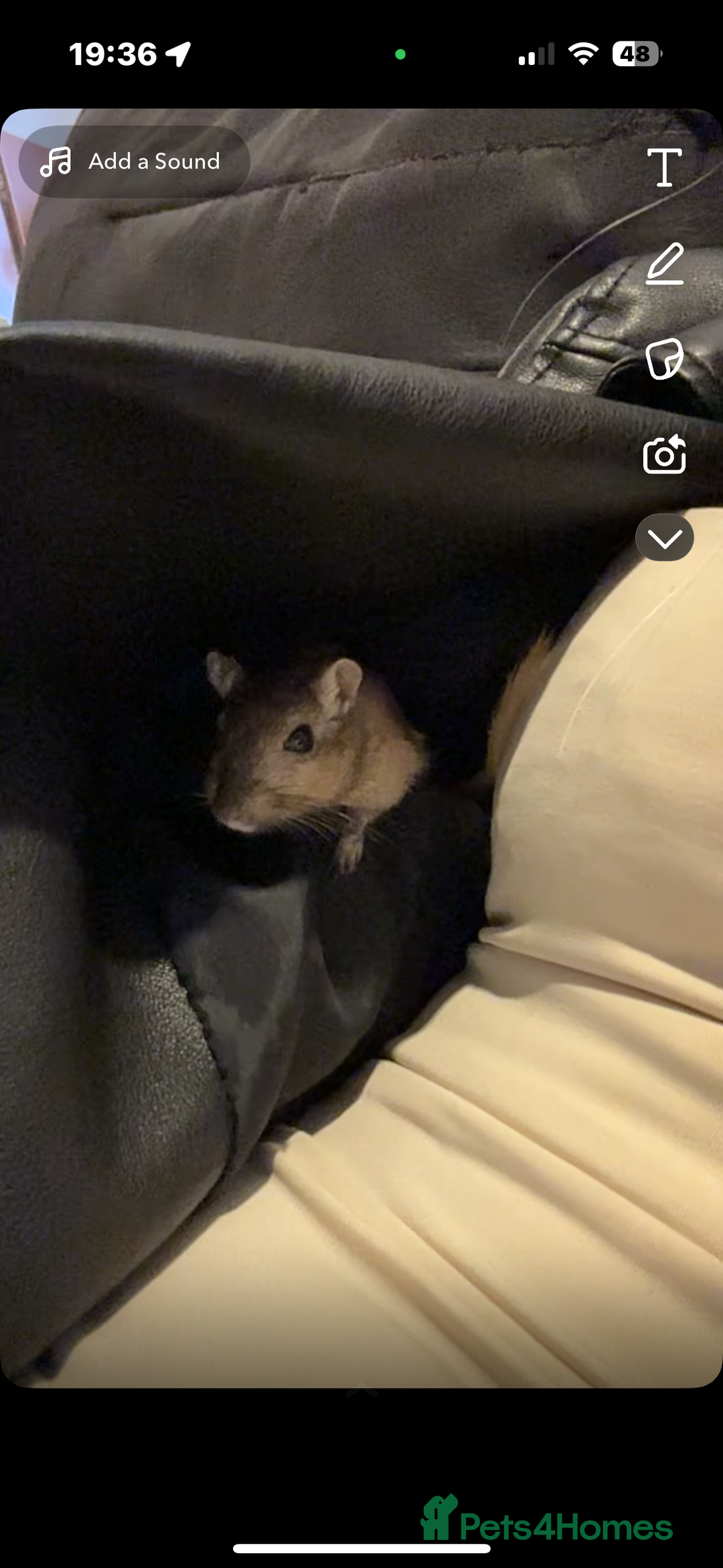 Gerbil rodents for sale: Male gerbil with cage  - Advert 2