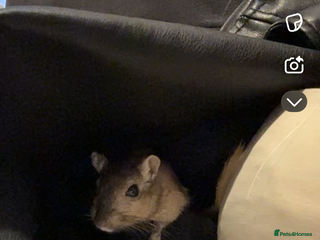 Gerbil rodents Male gerbil with full set up - Advert 6