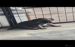 Border Terrier dogs for sale: Border Terrier Pups - Image 3