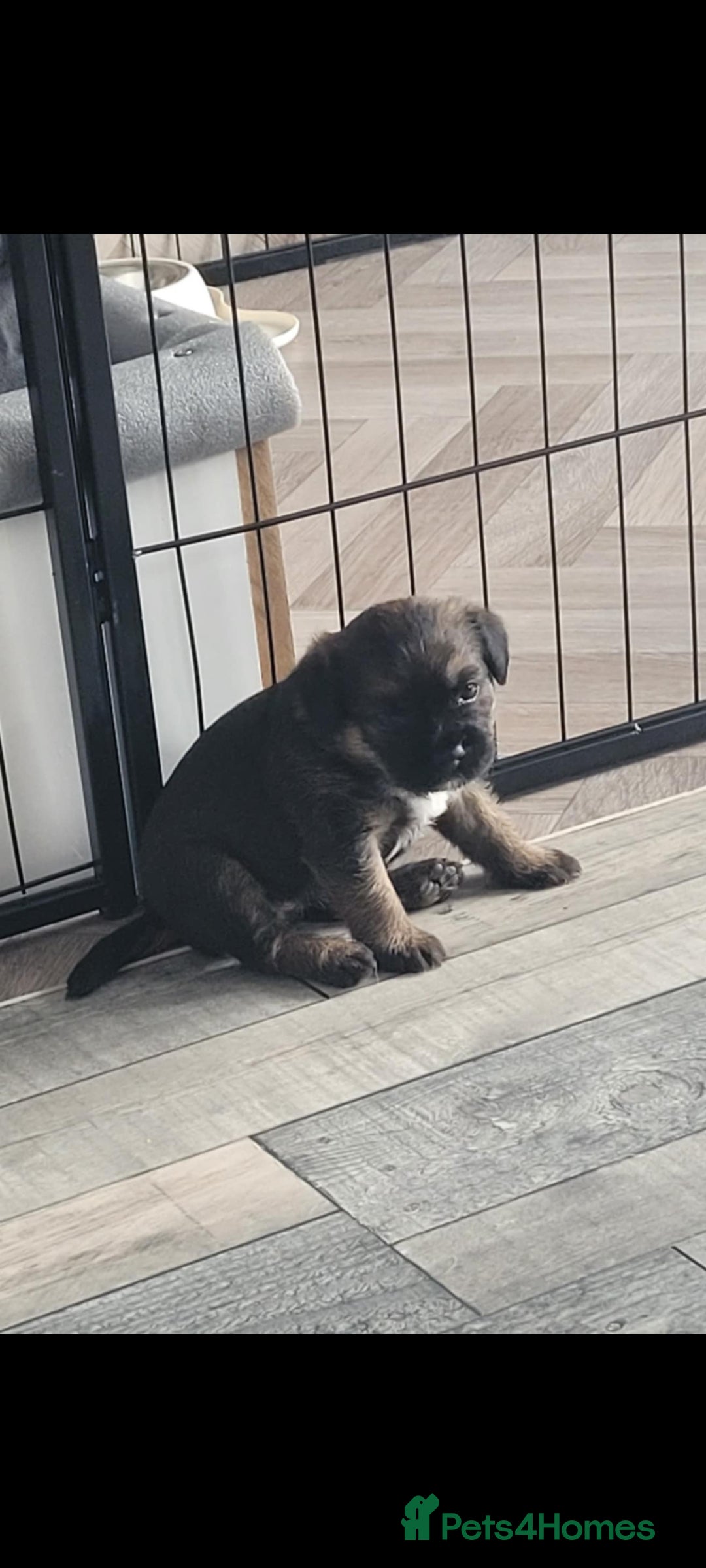Border Terrier dogs for sale: Border Terrier Pups - Image 3
