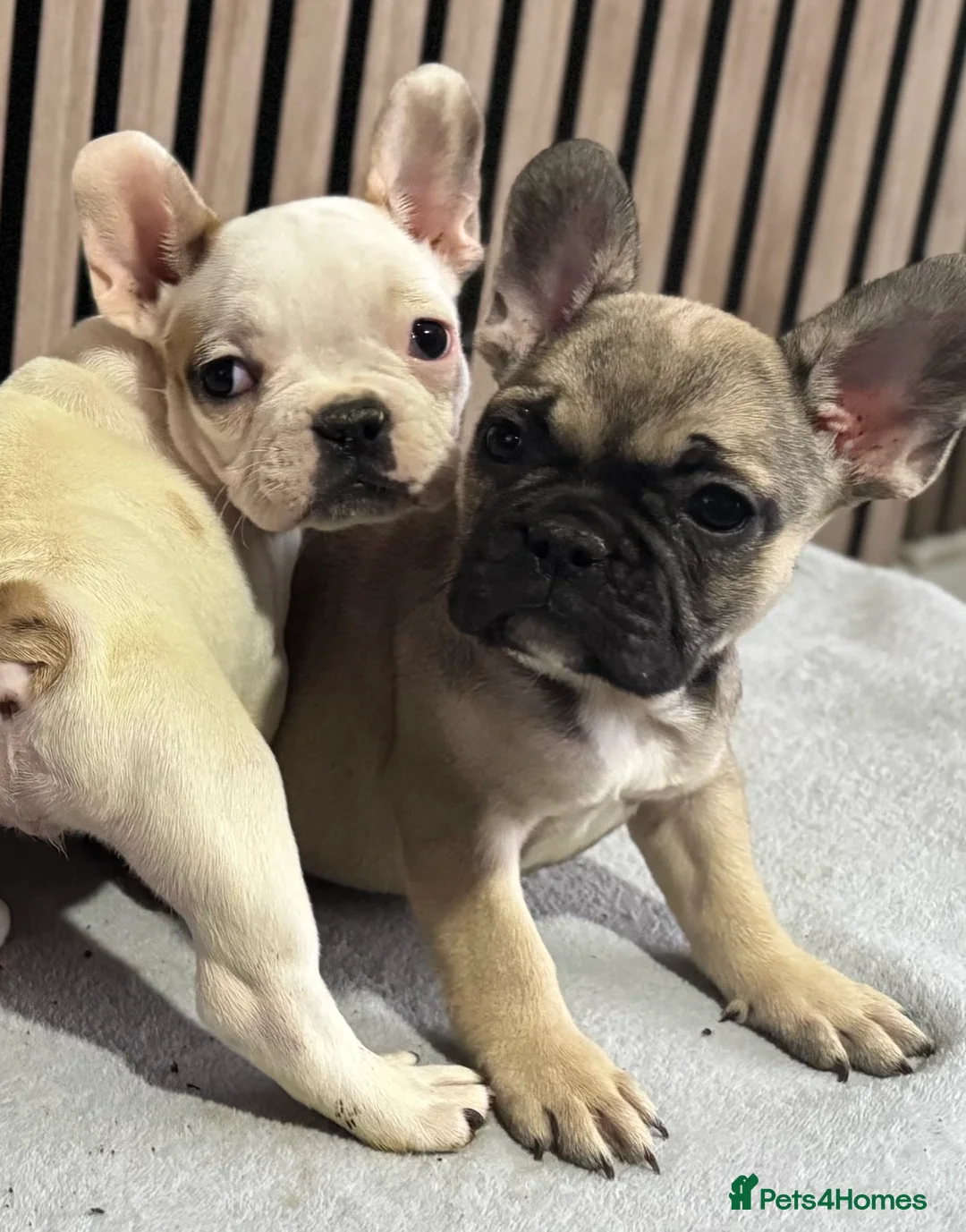 French Bulldog dogs for sale: KC REGISTERED FRENCH BULLDOG 🐶 - Advert 5