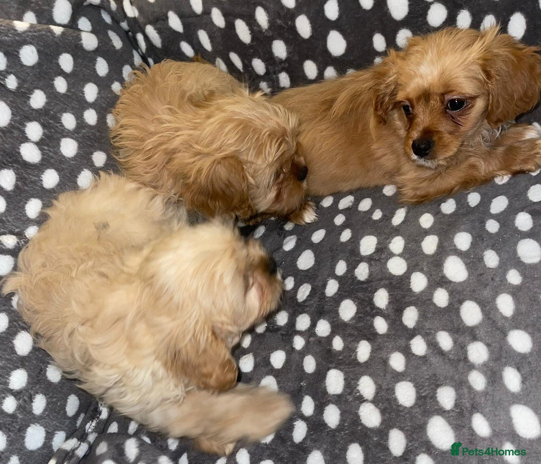 Cavapoo dogs for sale: Cavapoo puppies  - Advert 4