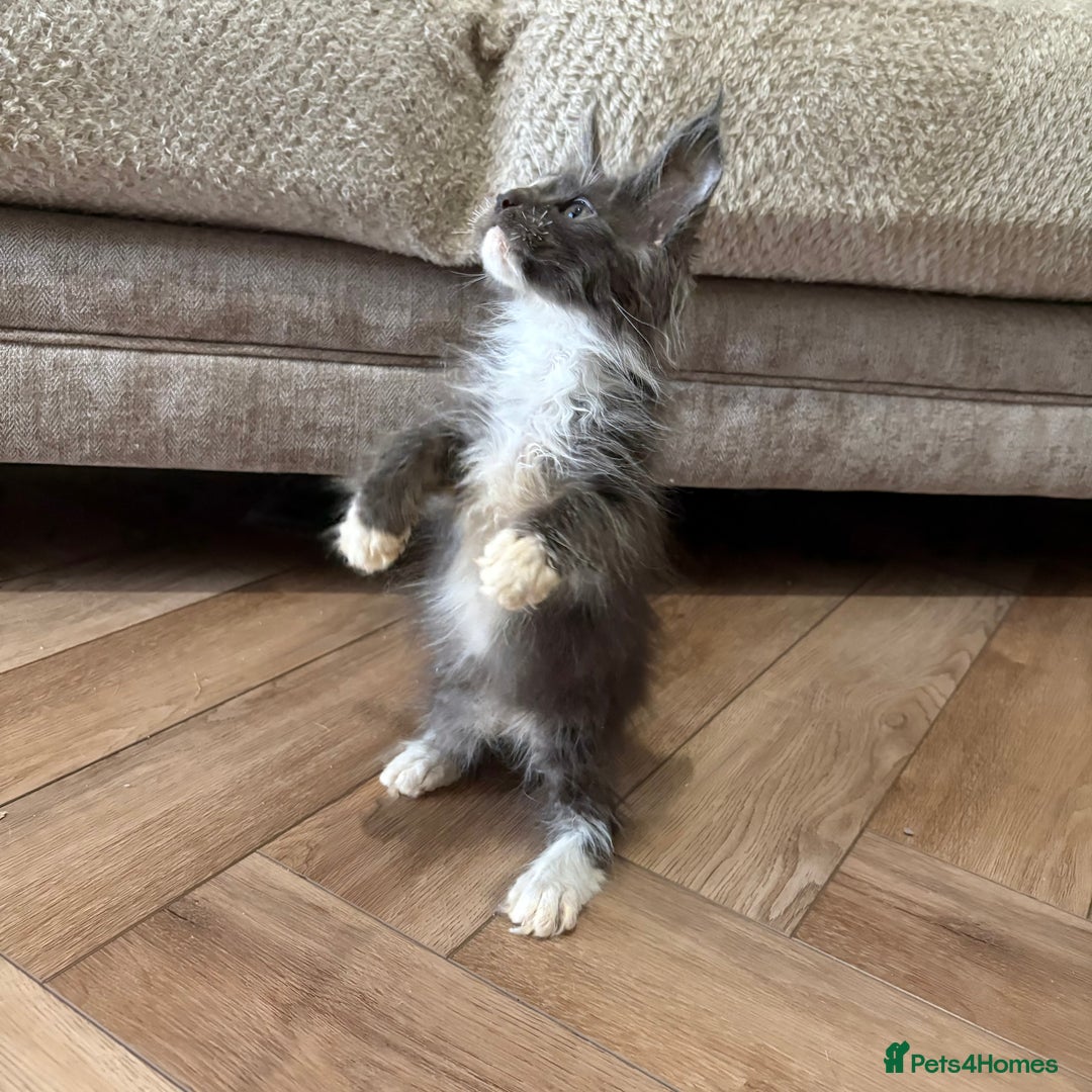 Maine Coon cats for sale: Reduced Pedigree GCCF registered kitten 1.6kg - Image 2
