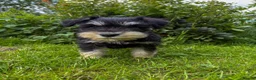 Miniature Schnauzer dogs for sale: Stunning K.C.reg  miniature Schnauzer puppies  - Advert 5