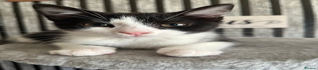 British Longhair Kitten 3