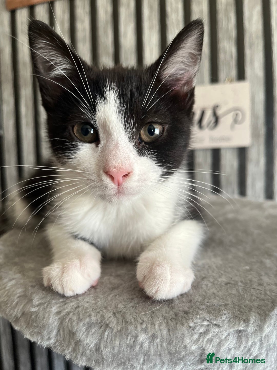 British Longhair cats for sale: Last ones of the litter  - Image 6
