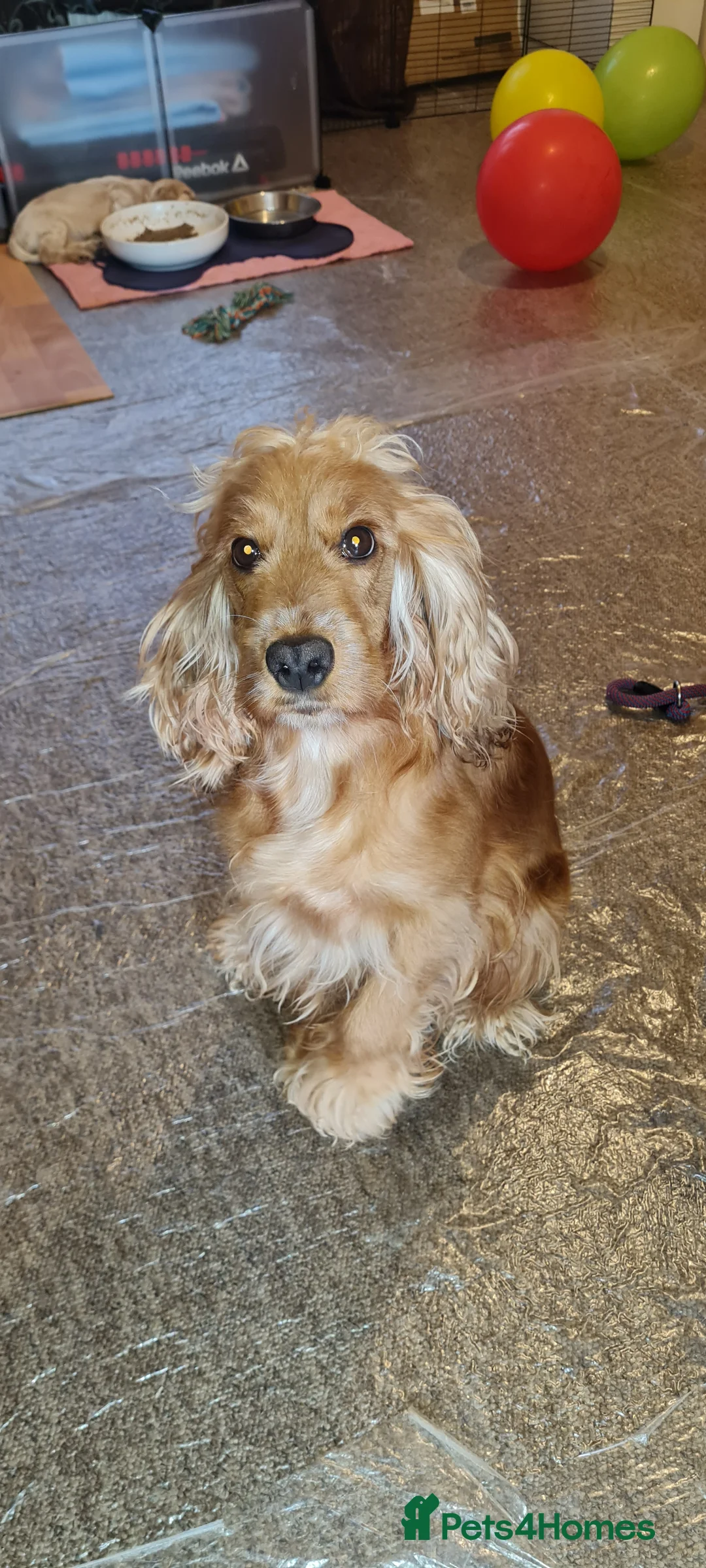 Cocker Spaniel dogs for sale: Cocker Spaniel puppies for sale - Advert 2