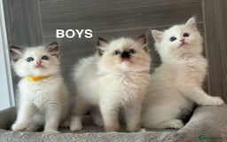 Ragdoll cats for sale: Attention🎈Rare Kitten  - Image 8