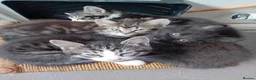 Mixed Breed cats for sale: Kittens for sale - Advert 22