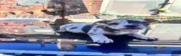 Mixed Breed dogs for sale: Two beautiful French bulldog cross pocket bully   in Crowborough - Advert 8