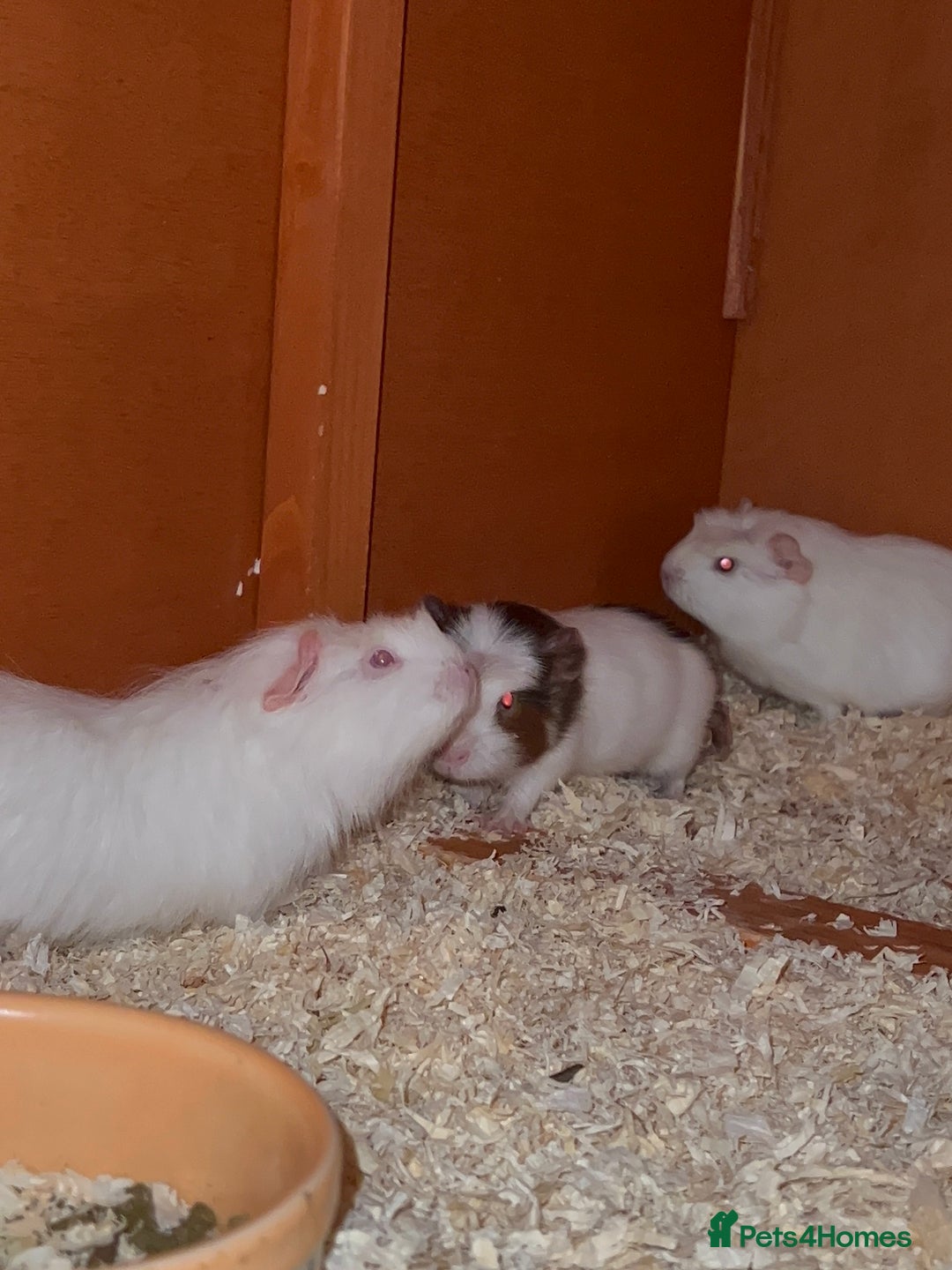 Guinea Pig rodents for sale: Baby Crested Guinea Pigs - Image 2