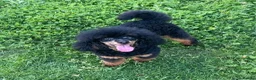 Toy Poodle dogs for sale: Adorable Kennel Club Reg toy poodle girl puppies - Advert 4