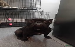 French Bulldog dogs for sale: French bull dog - Image 1